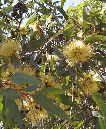 yellow gum